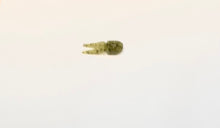 Load image into Gallery viewer, Zoom Tiny Salty Chunk