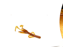 Load image into Gallery viewer, Zoom Baby Brush Hog