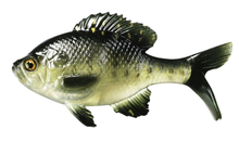 Load image into Gallery viewer, CB Coalition Baits