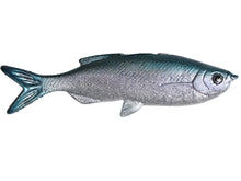 Load image into Gallery viewer, Huddleston Grass Minnow