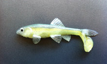 Load image into Gallery viewer, Little Creeper Baits Trash Fish 6"