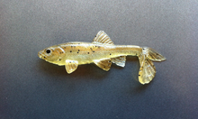 Load image into Gallery viewer, Little Creeper Baits Trash Fish 6"