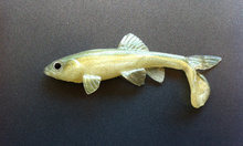 Load image into Gallery viewer, Little Creeper Baits Trash Fish 6"