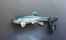 Load image into Gallery viewer, Little Creeper Baits Trash Fish 6"