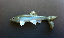 Load image into Gallery viewer, Little Creeper Baits Trash Fish 6"