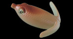 Deps Basirisky
