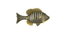 Load image into Gallery viewer, Sudden Impact Suzygill Bluegill
