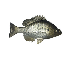 Huddleston Tophook Bluegill