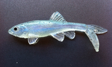 Load image into Gallery viewer, Little Creeper Baits Trash Fish  6&quot;
