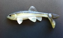 Load image into Gallery viewer, Little Creeper Baits Trash Fish  6&quot;
