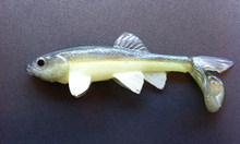 Load image into Gallery viewer, Little Creeper Baits Trash Fish  6&quot;
